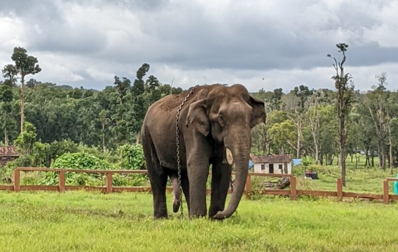 Coorg Trip – Mandalpatti, Dubbare Elephant, Abbey Falls